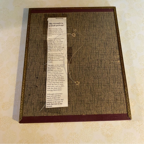 Vintage brass framed wildlife print of a beautiful wolverine wall hanging - Picture 3 of 5